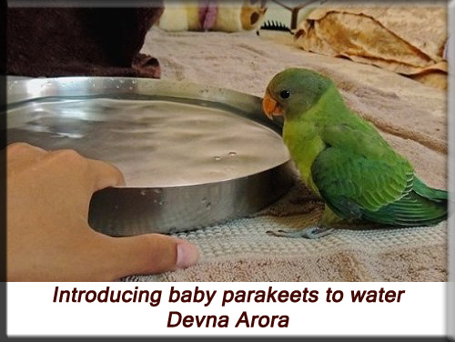 Devna Arora - Introducing baby plum-headed parakeets to water